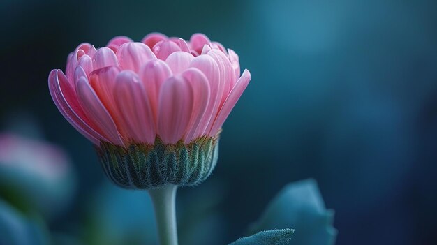 Fresh Flowers