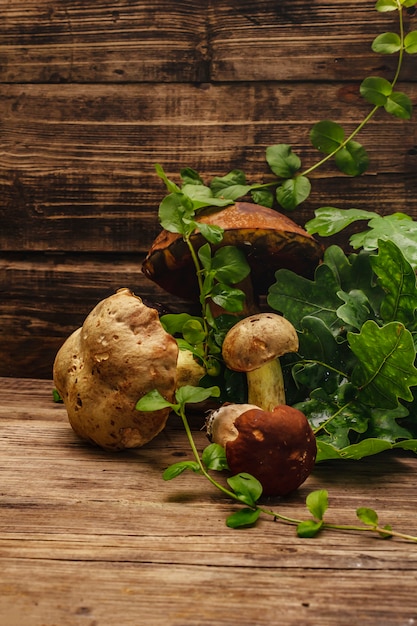 신선한 숲 버섯. 미식가 porcini와 boletus, 오크 잎 모듬