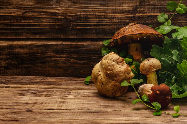 Fresh forest mushrooms. Assorted gourmet porcini and boletus, oak leaves