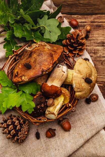 Fresh forest mushrooms. Assorted gourmet porcini and boletus, oak leaves