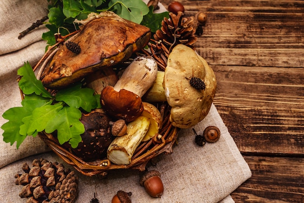 Fresh forest mushrooms. Assorted gourmet porcini and boletus, oak leaves