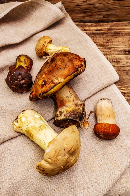 Fresh forest mushrooms. Assorted gourmet porcini and boletus