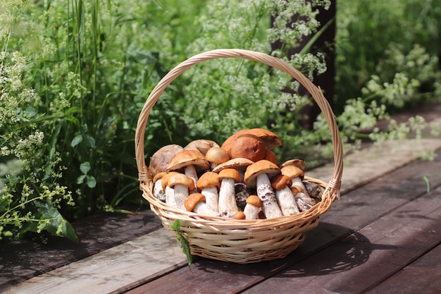 Fresh forest mushrooms in a basket on the dark wooden background of nature