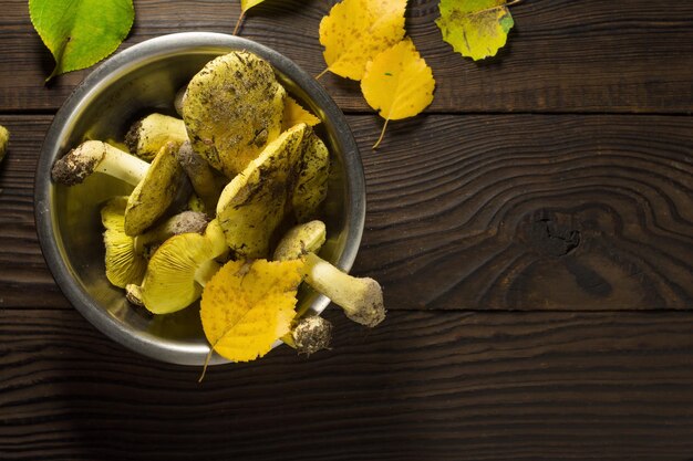 Fresh forest mushrooms tricholoma in a metal bowl on a wooden table