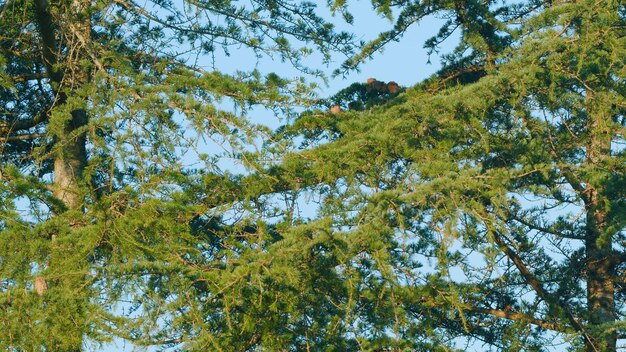 自然の森 背景の天然の木 杉の木のある針葉の森