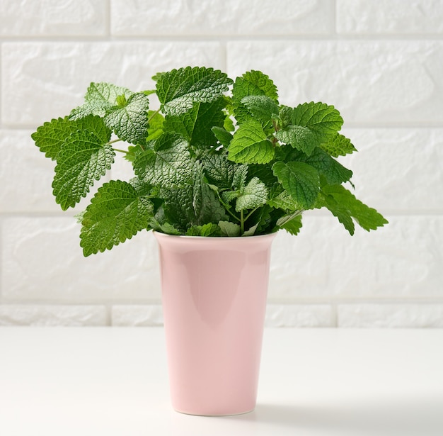 Image of Mint bush in vase
