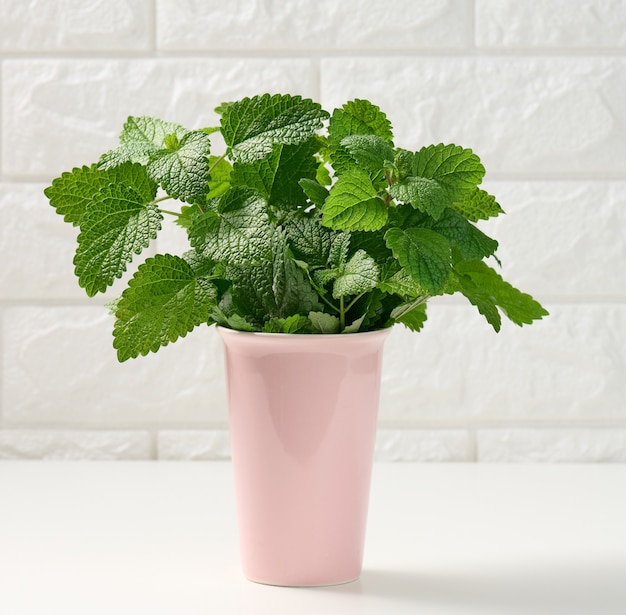 Fresh fragrant mint in ceramic pink vase on white table, white brick wall background