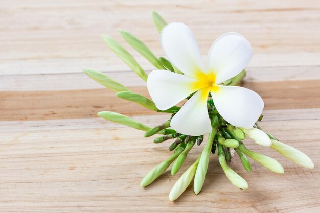 木製のテーブルに新鮮なフランジパニの花