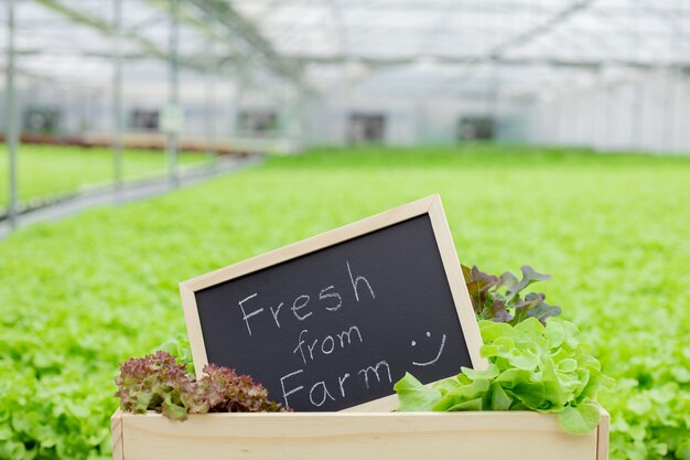 Fresh from farm sign placed in front of organic vegetables