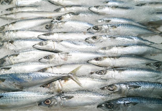Fresh frozen mackerel in the supermarket, fresh mackerel forms neatly arranged on the tray.