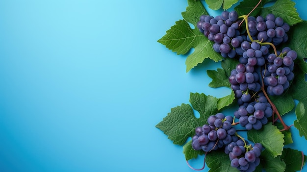 Fresh fruit grape and leaves on the pastel blue background Copy space generative AI