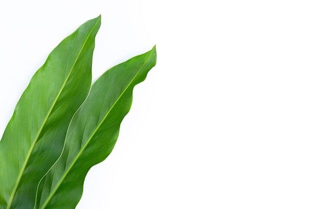 Fresh galangal leaves isolated on white wall.