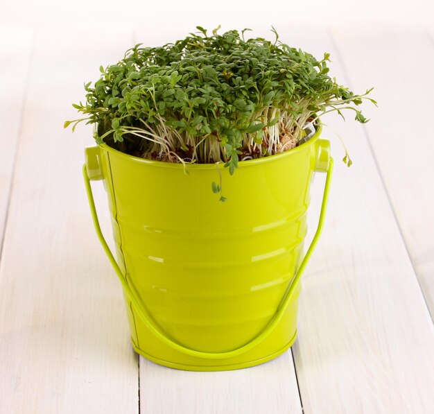 Fresh garden cress on pail on wooden table