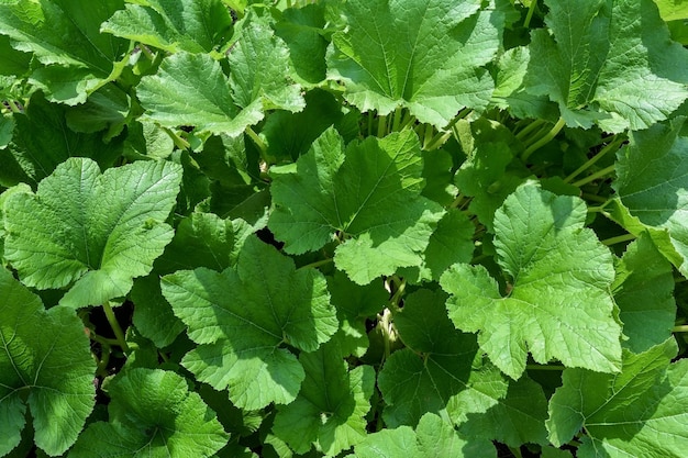 fresh garden mint leaves