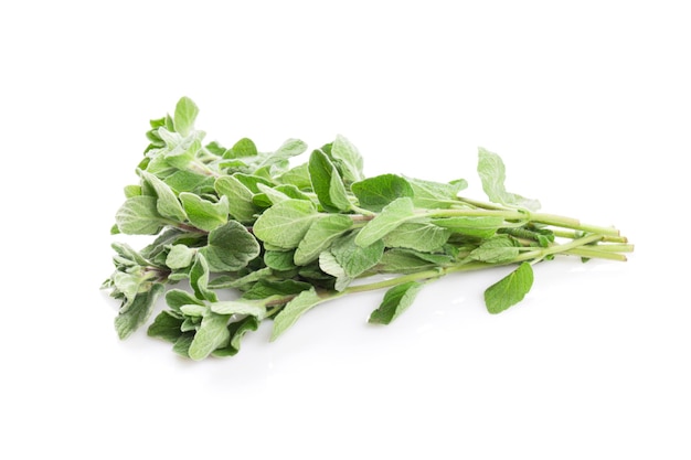 Fresh garden oregano herb