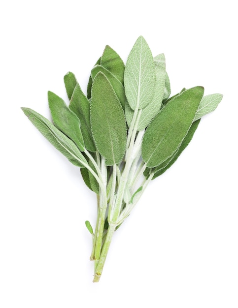 Fresh garden sage herb