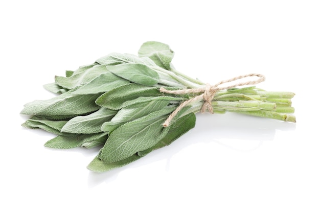 Fresh garden sage herb