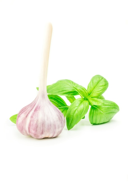 Fresh garlic and basil isolated on white