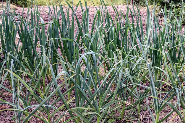 Fresh garlic grows in the garden in the garden