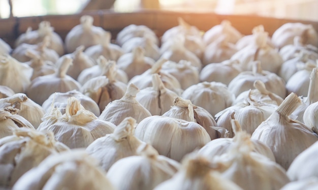 Fresh garlic on market - Dried garlic for spicy cooking ingredient