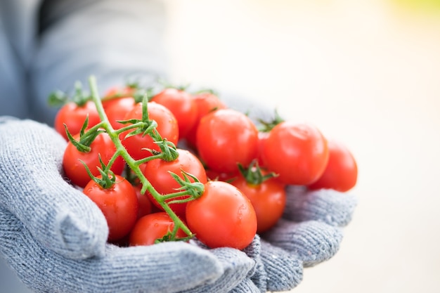 Fresh gathered tomatoes or ripe tasty red organic tomatoes on\
farmer hands.
