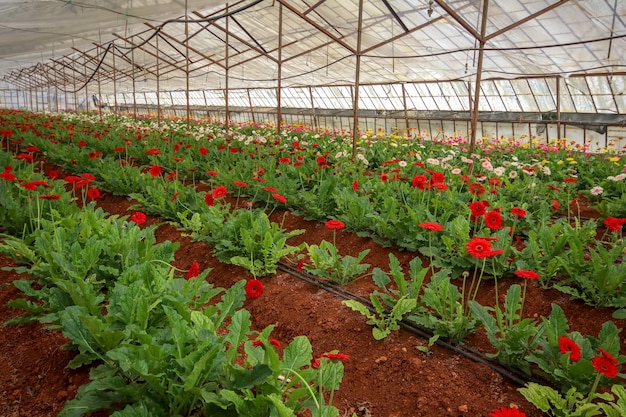 Fresh Gerbera flowers field, greenhouse. Agriculture concept photo.