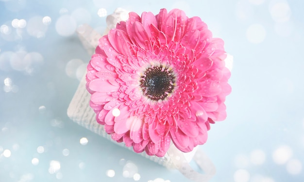 Fresh gerberas (daisy gerber). Spring background