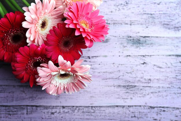 Fresh gerbers on wooden purple background