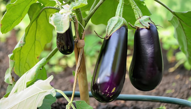 Photo fresh giant eggplants hanging on the branch of tree in the pot at the garden