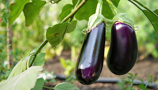 Fresh giant eggplants hanging on the branch of tree in the pot at the garden