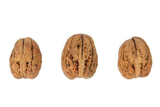 the fresh giant large walnut