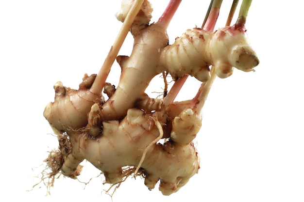 Fresh ginger plant farm Harvest ginger root for commercial market isolated on white