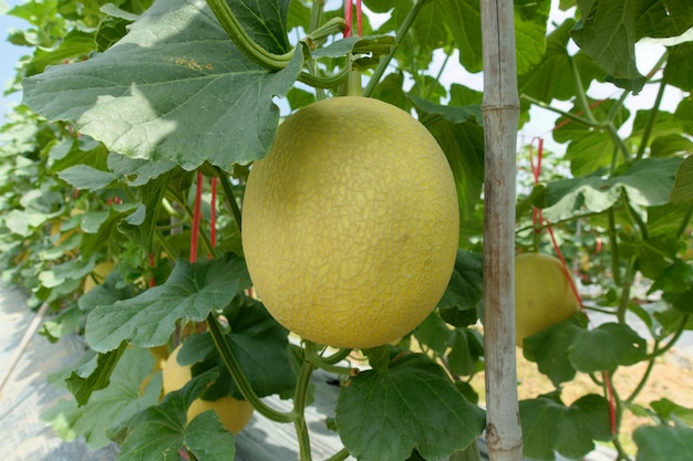 Photo fresh golden melon hanging on tree in outdoor farm