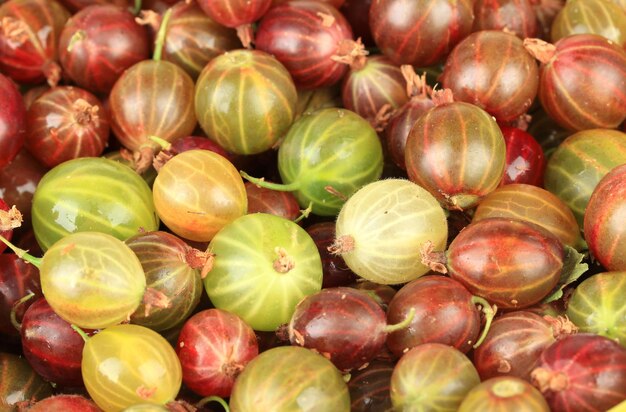 Fresh gooseberries isolated on white