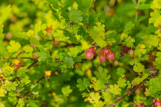 Свежий куст крыжовника в саду Крупный план органических ягод, висящих на ветке под листьямиУрожай красного спелого крыжовника