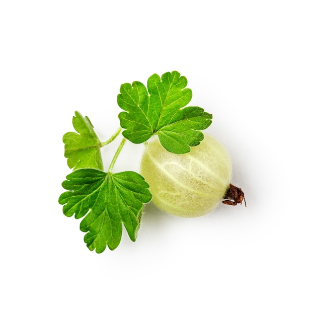 Fresh gooseberry fruit with leaves isolated on white background