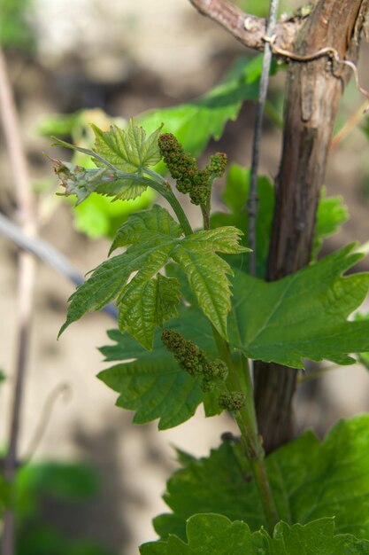 fresh grape sprouts in the rays of the bright sun