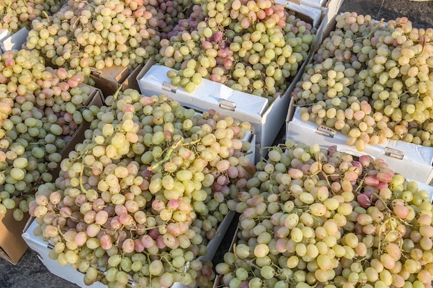 Fresh grapes are sold in the market