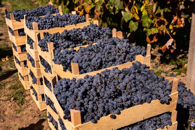 Fresh grapes in crates picked from the vineyard in Republic of Moldova.