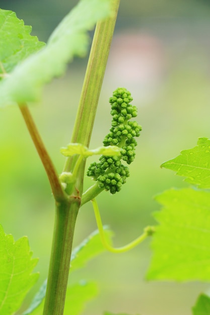 Foto uve fresche nuove che spuntano nel vigneto