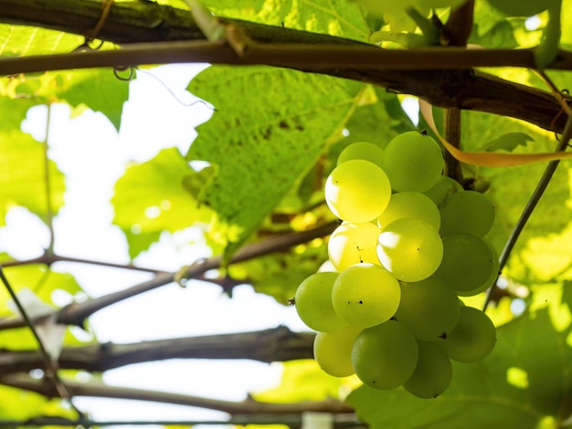 Fresh grapes on vine at wineyard before harvesting.