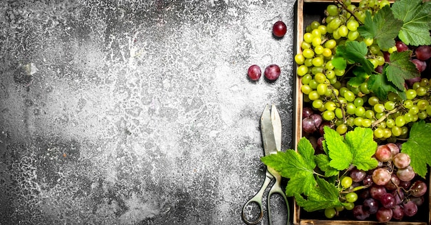 Fresh grapes with leaves on a wooden tray. On a rustic table.