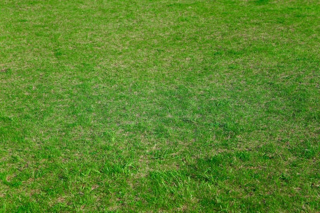 축구장 배경에 신선한 잔디 덮개