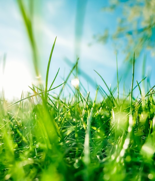 Fresh grass and sunny blue sky on a green field at sunrise nature of countryside