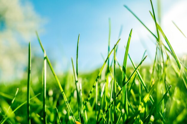 Foto erba fresca e cielo blu soleggiato su un campo verde all'alba natura della campagna