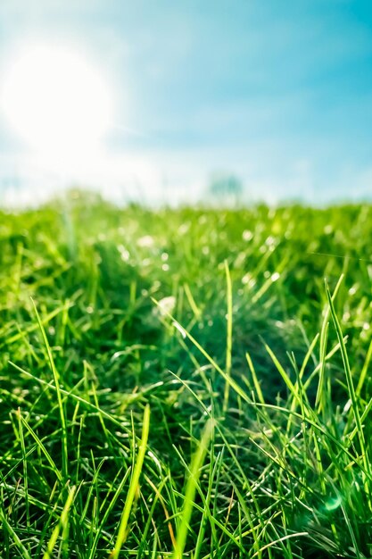 Fresh grass and sunny blue sky on a green field at sunrise nature of countryside