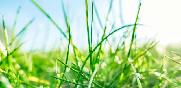 Fresh grass and sunny blue sky on a green field at sunrise nature of countryside