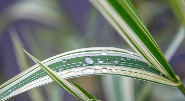 Fresh grass with big water drops of dew on plant leaves in garden