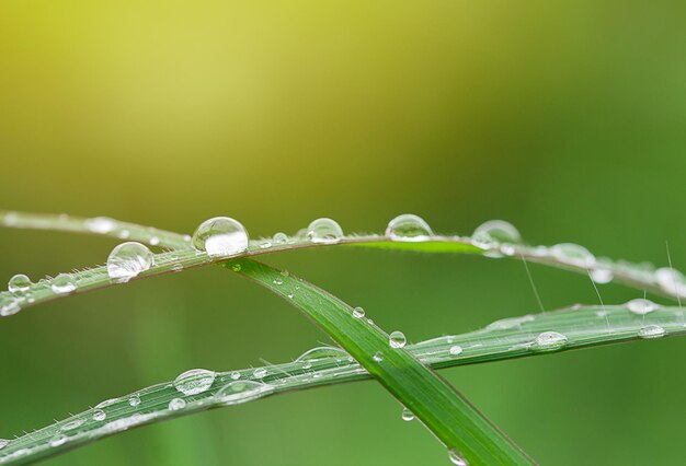 Fresh grass with dew drops close up