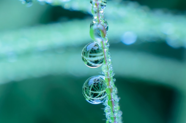 Fresh grass with dew drops